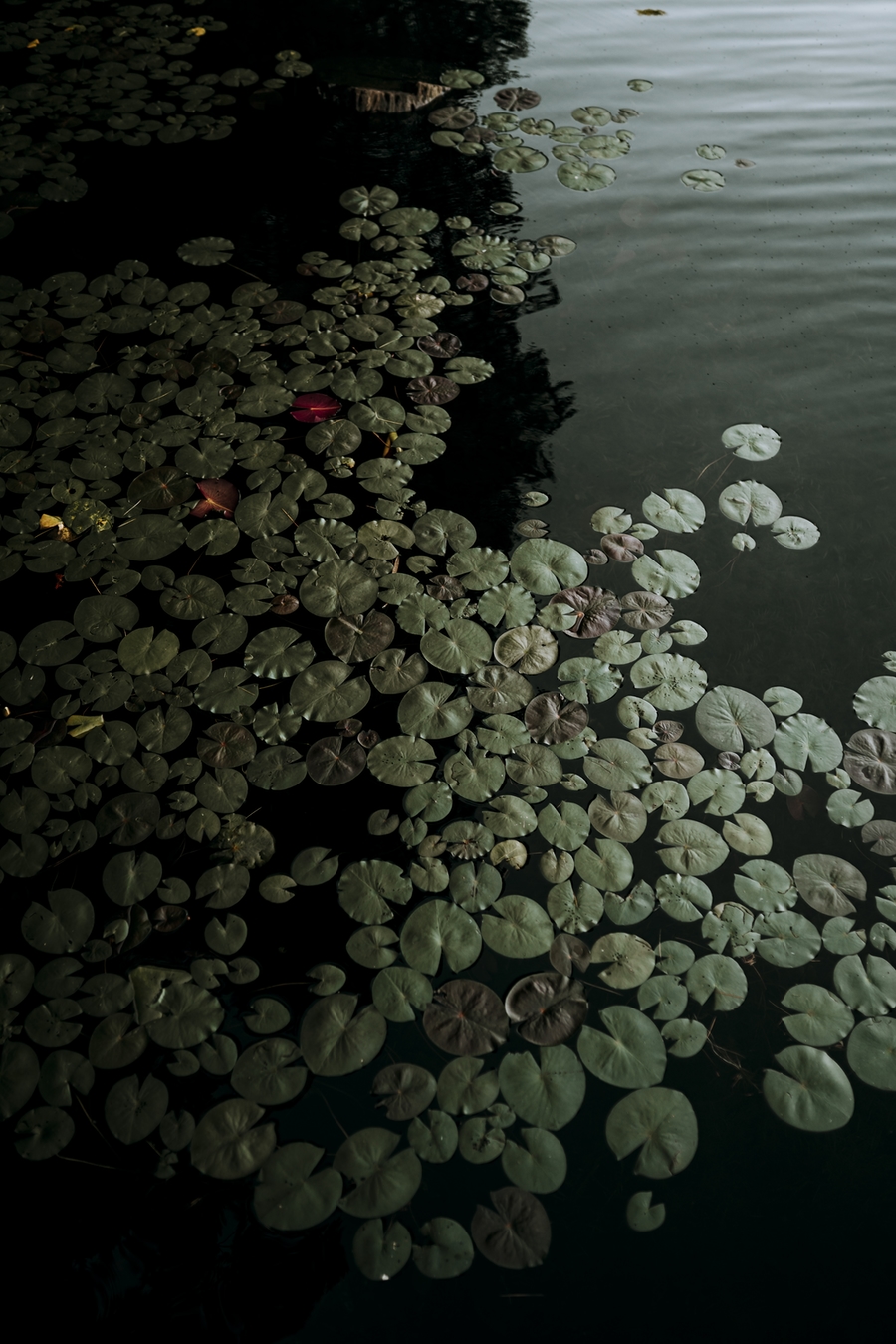 lilypads