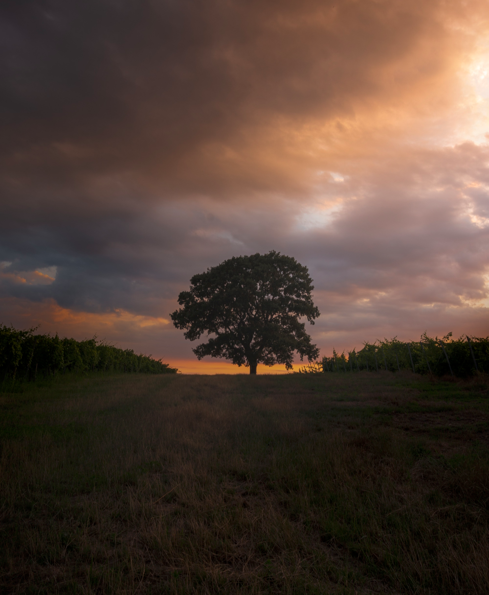 tree in the night