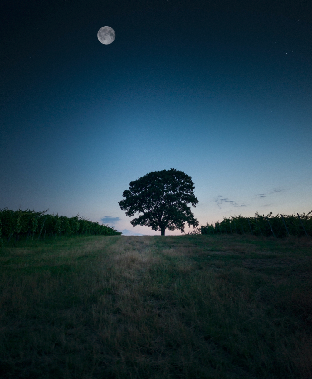 tree in the morning